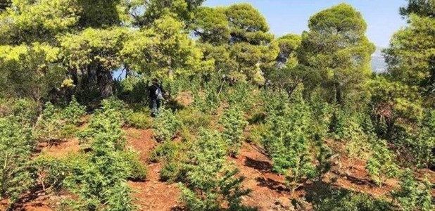 Οι χασισοκαλλιεργητές έκοψαν ελατοδάσος 40 στρεμμάτων  